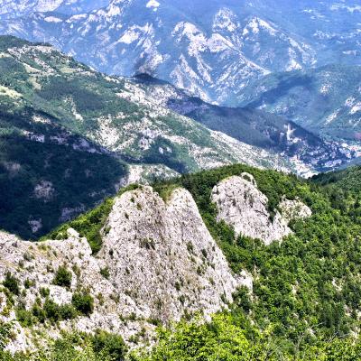 Осиката